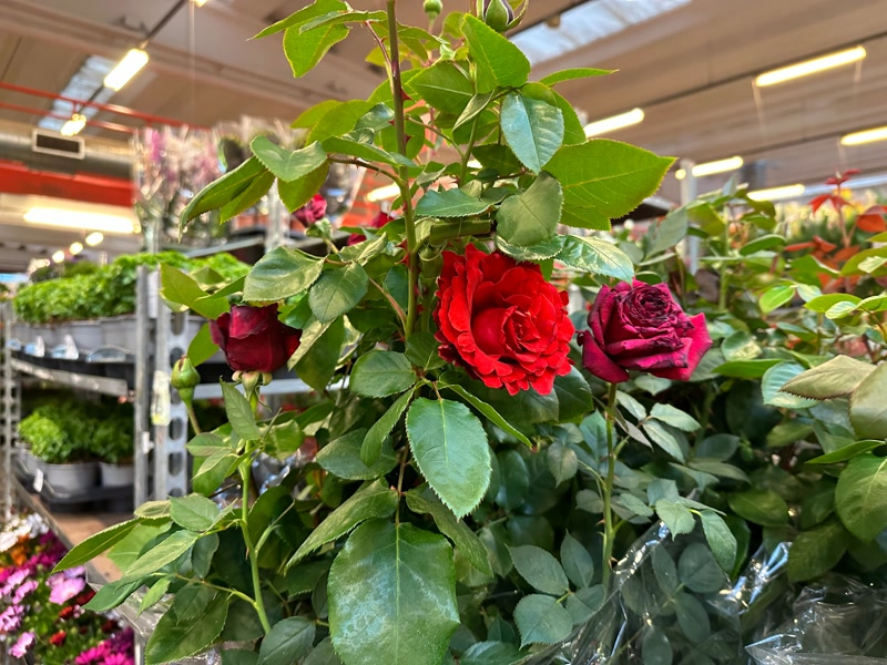 El sector de la flor critica l&rsquo;intrusisme en la venda de roses per Sant Jordi